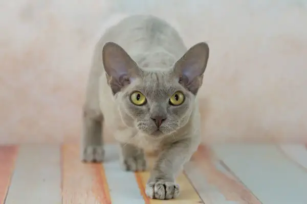 Devon Rex - Ile kosztuje? Kupno, utrzymanie i pułapki