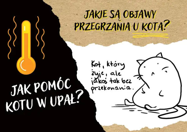 Czy koty się pocą? Jak pomóc kotu przetrwać upał?