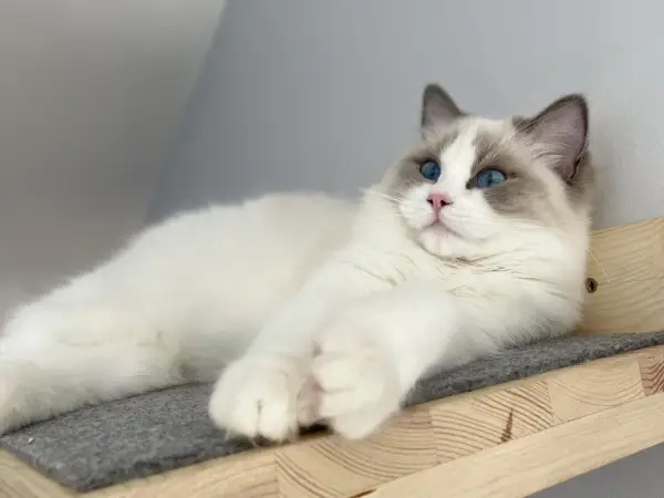 Ragdoll linienie: kiedy i jak dbać o sierść? Poradnik