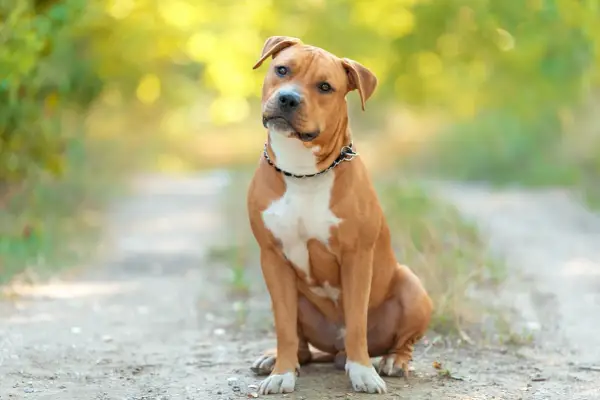 Czy Amstaff ma podszerstek? Poznaj fakty i porady pielęgnacyjne