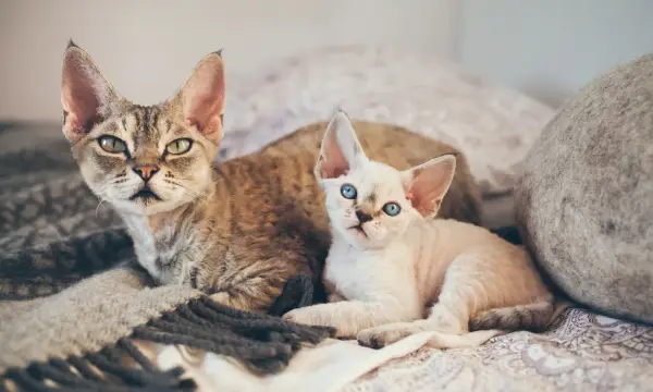Rasy kotów Devon Rex - poznaj ich unikalne cechy i wymagania