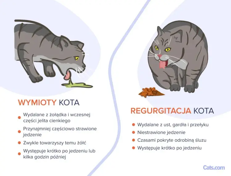 Kot wymiotuje żółcią? Poznaj przyczyny i jak pomóc kotu